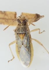 Brachycarenus tigrinus