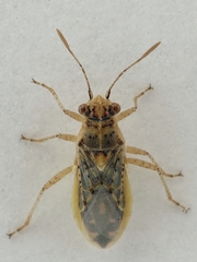 Brachycarenus tigrinus