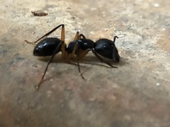 Camponotus renggeri