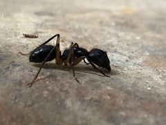 Camponotus renggeri