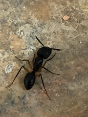 Camponotus renggeri