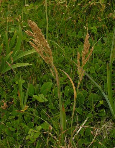 Image of Poa eminens by (c) Todd Boland, some rights reserved (CC BY)