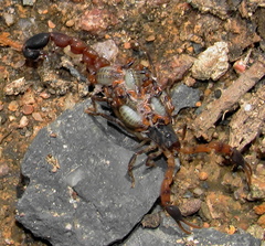 Uroplectes formosus