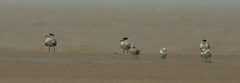 Thalasseus bernsteini