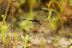 Trithemis dichroa