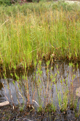 Dichanthelium spretum