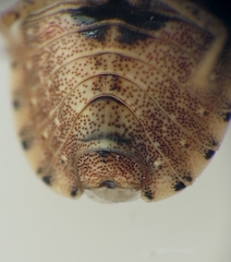 Sciocoris macrocephalus