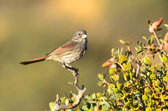 Passerella iliaca stephensi