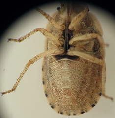 Sciocoris macrocephalus