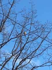 Falconiformes