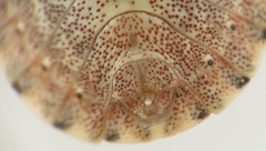 Sciocoris macrocephalus