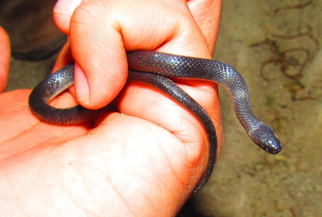 Dugès' Earth Snake