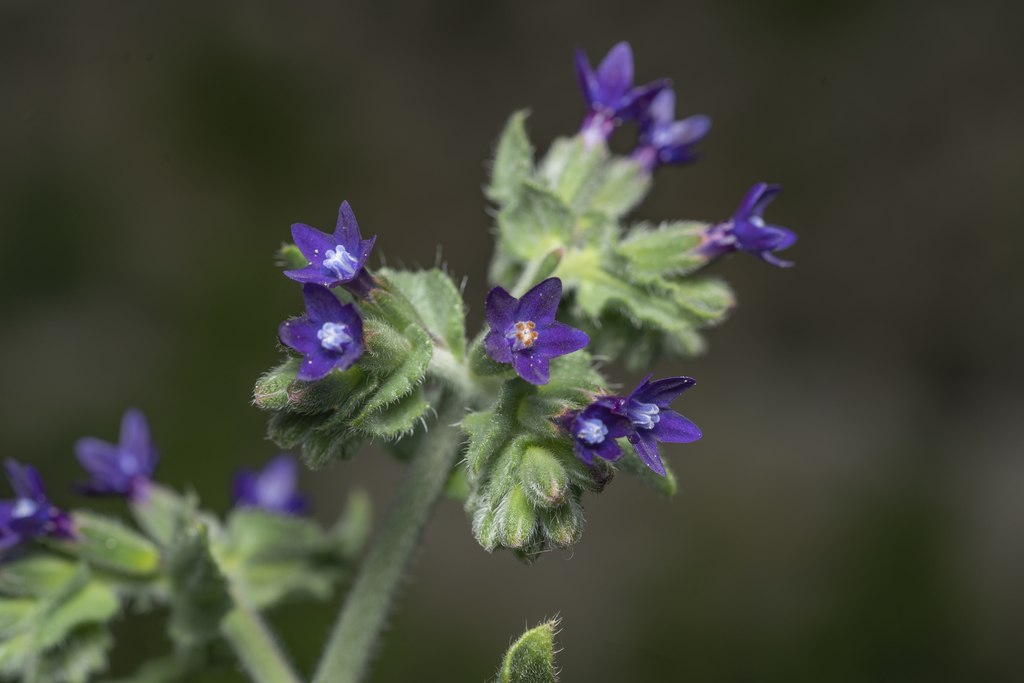 Alkanet