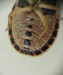 Sciocoris macrocephalus