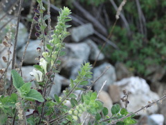 Scutellaria albida