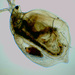 Simocephalus serrulatus - Photo (c) Ken Koll, algunos derechos reservados (CC BY-NC), subido por Ken Koll