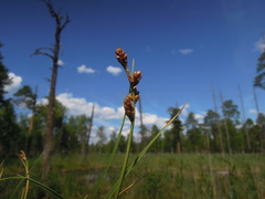 Carex mackenziei