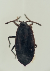 Dictyla echii