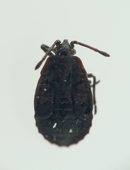 Dictyla echii