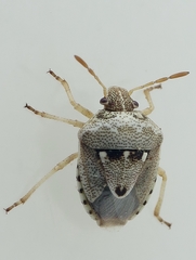 Stagonomus bipunctatus