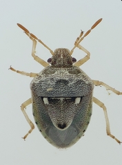Stagonomus bipunctatus