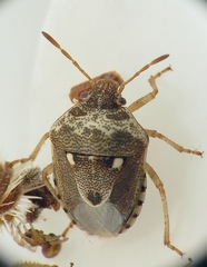 Stagonomus bipunctatus