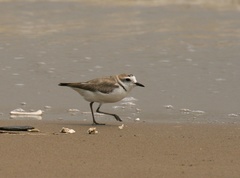 Charadrius dealbatus