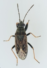 Peritrechus gracilicornis