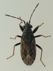 Peritrechus gracilicornis