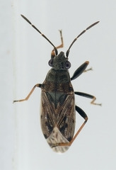 Peritrechus gracilicornis