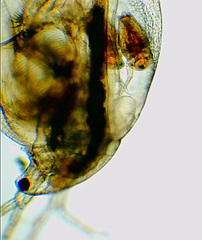 Simocephalus serrulatus