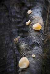 Aleurodiscus vitellinus