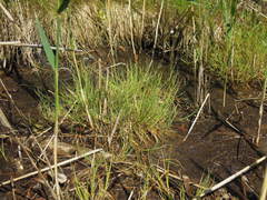 Carex mackenziei
