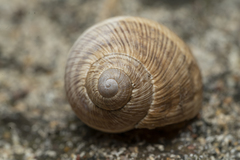 Helix nucula