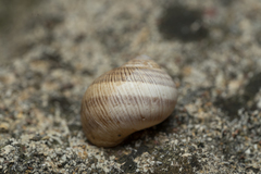 Helix nucula