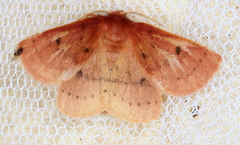 Anthela ferruginosa