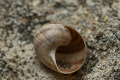 Helix nucula