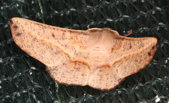 Antictenia punctunculus