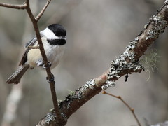 Poecile atricapillus image