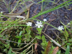 Stellaria crassifolia