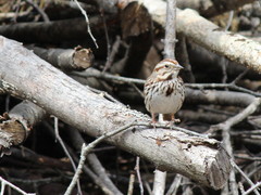 Melospiza melodia image