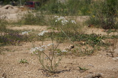 Bifora radians