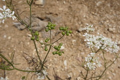 Bifora radians