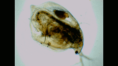 Simocephalus serrulatus