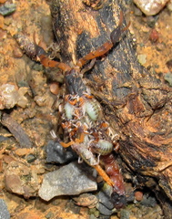 Uroplectes formosus