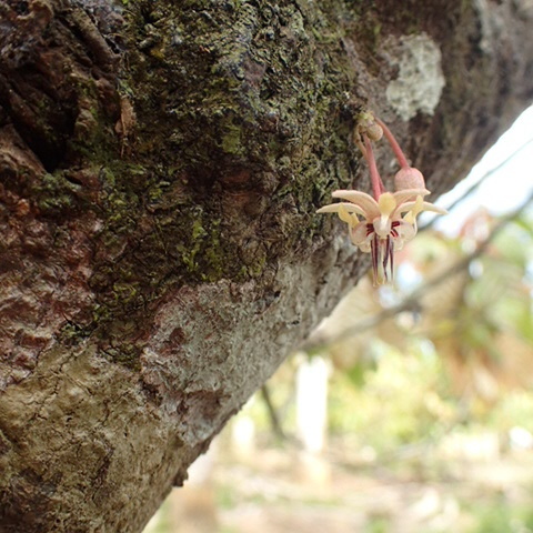 Cocoa tree