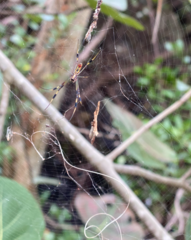 Trichonephila clavipes image