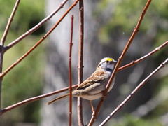Zonotrichia albicollis image