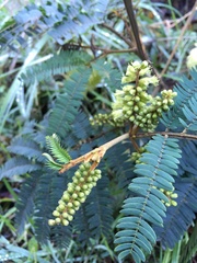 Paraserianthes