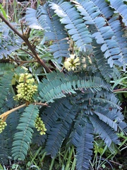 Paraserianthes